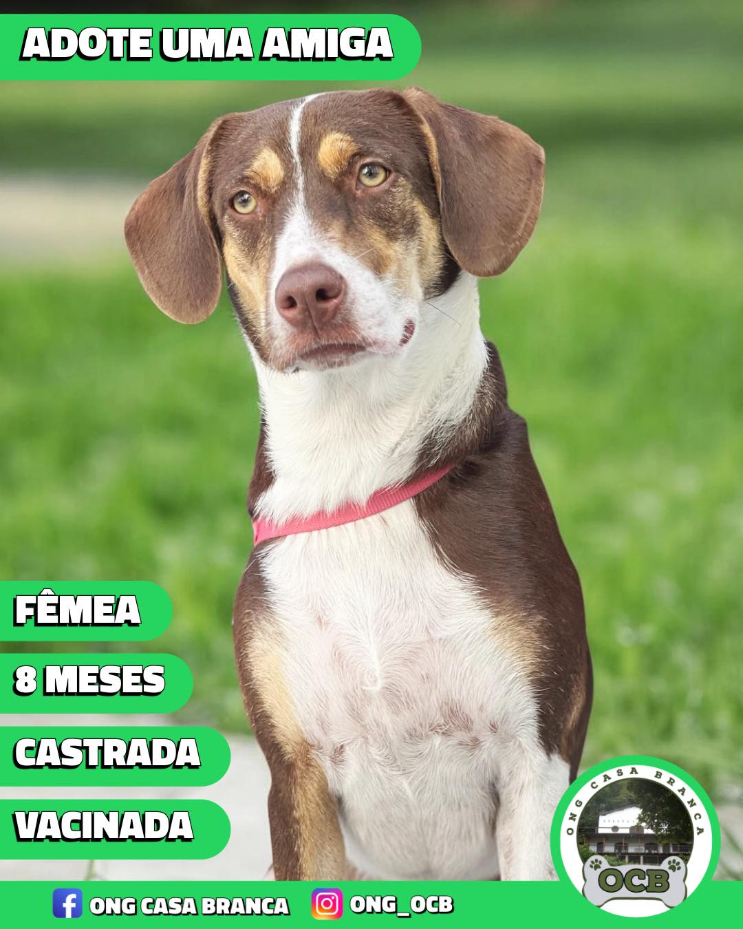 Foto de lillo