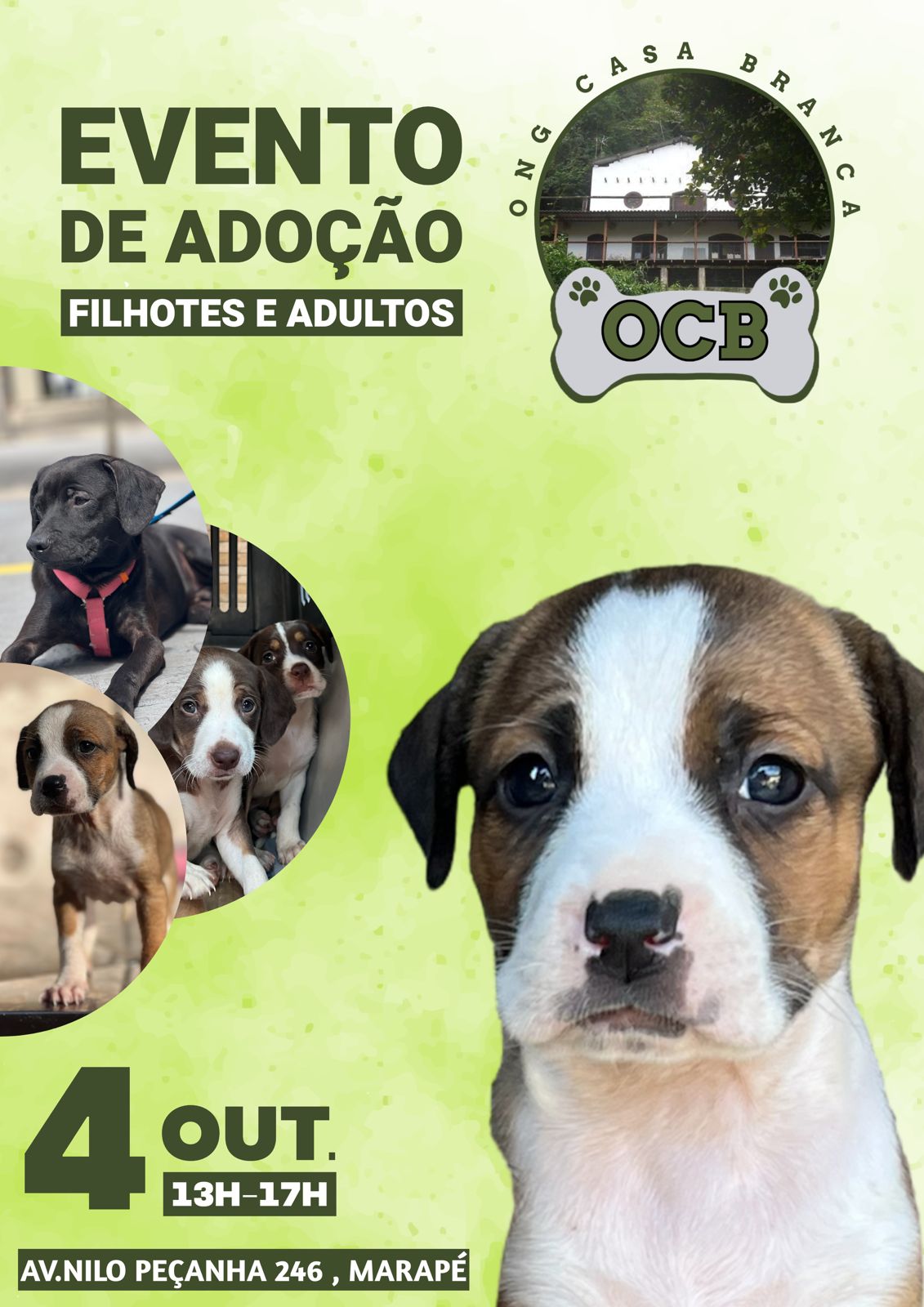 Feirinha de Adoção